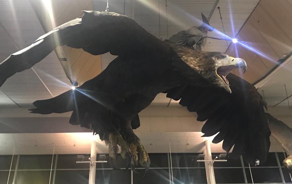 Aeropuerto de Wellington con el águila y Gandalf, el personaje de El Señor de los Anillos